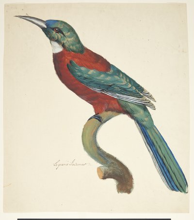 Oiseau exotique - Johan Christian Ernst Walter