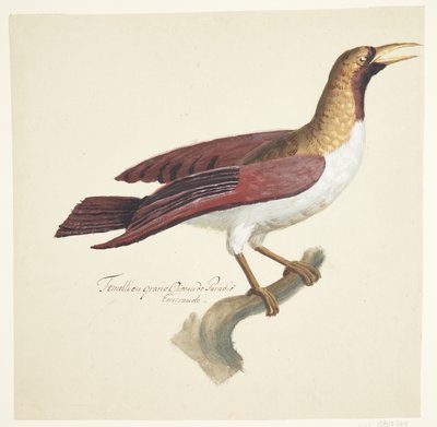 Oiseau - Johan Christian Ernst Walter