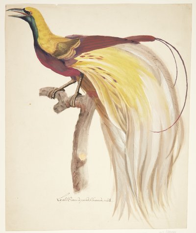 Grand oiseau de paradis - Johan Christian Ernst Walter