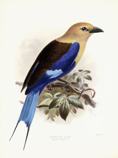 Rollier à ventre bleu, 1893 - Johan Gerard Keulemans