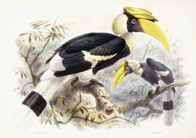 Dichocerus Bicornis, 1876-1882 - Johan Gerard Keulemans