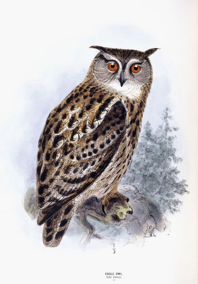Hibou grand-duc - Johan Gerard Keulemans