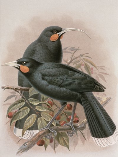 Huia, illustration de 