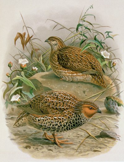 Caille de Nouvelle-Zélande, illustration de 