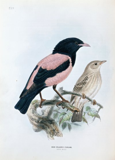 Étourneau roselin - Johan Gerard Keulemans