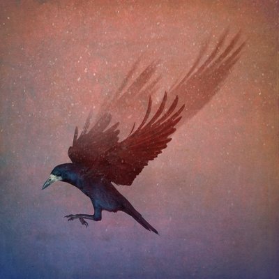 Royaume des oiseaux, 2018 - Johan Lilja