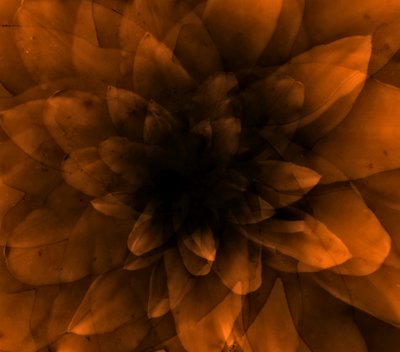 Fleur orange, 2016 - Johan Lilja