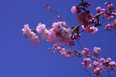 Lilas - Johan Lilja