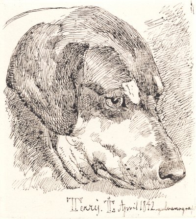 Danois : Tête de chien, Terry - Johan Lundbye