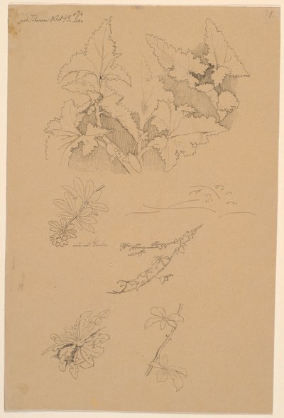 Études de feuilles et de fleurs - Johan Thomas Lundbye