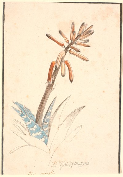 Aloe en fleur - Johan Thomas Lundbye