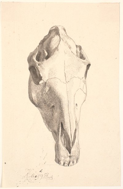 Crâne de cerf - Johan Thomas Lundbye
