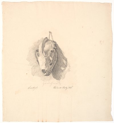 Crâne de chien - Johan Thomas Lundbye