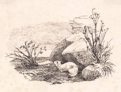 Le chat de loutre - Johan Thomas Lundbye