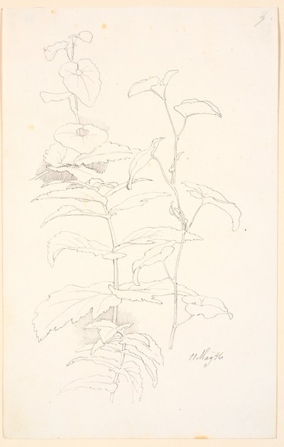 Études de plantes, y compris des liserons - Johan Thomas Lundbye