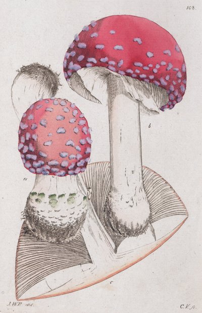 Amanita muscaria, 1804-1811 - Johan Wilhelm Palmstruch