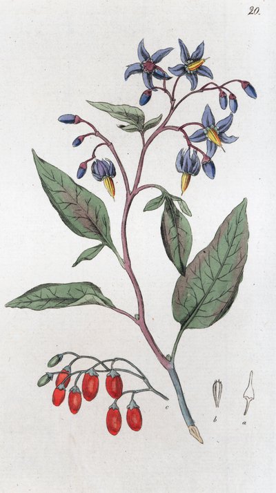 Douce-amère Solanum dulcamara - Johan Wilhelm Palmstruch