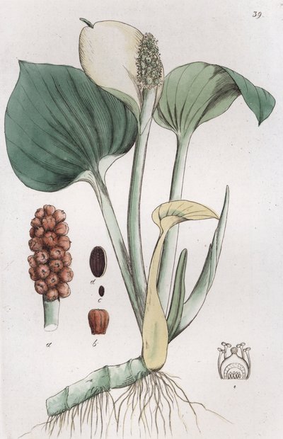 Arum des marais Calla palustris, 1804-1811 - Johan Wilhelm Palmstruch