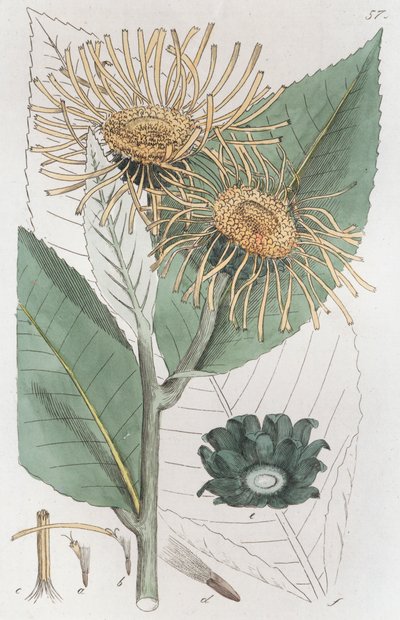 Inule aunée Inula helenium, 1804-1811 - Johan Wilhelm Palmstruch