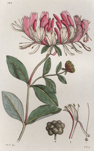 Chèvrefeuille Lonicera periclymenum - Johan Wilhelm Palmstruch