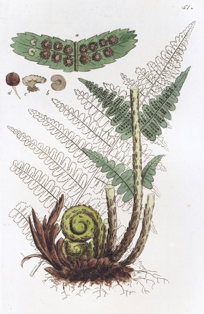 Fougère mâle Dryopteris filix-mas - Johan Wilhelm Palmstruch