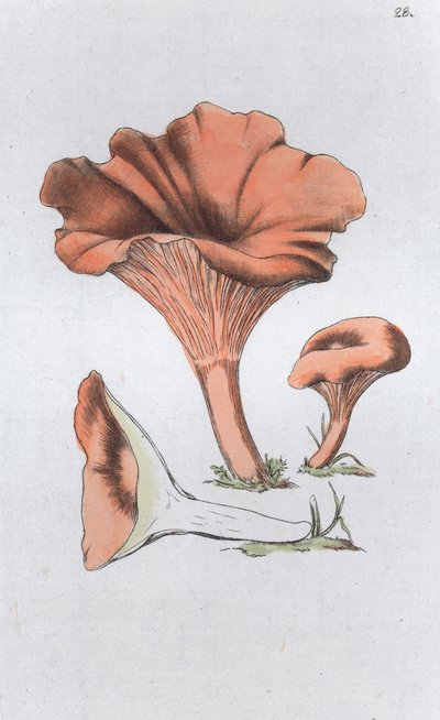 Merulius cantharellus - Johan Wilhelm Palmstruch