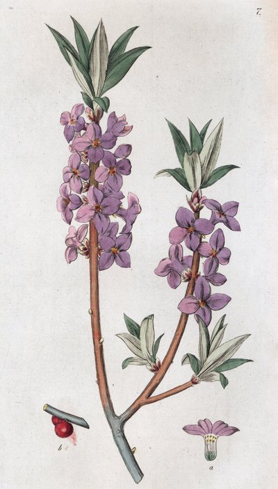 Mézéréon Daphne mezereum, 1804-1811 - Johan Wilhelm Palmstruch