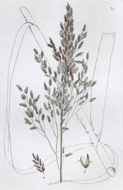 Roseau doux Poa aquatica, 1804-1811 - Johan Wilhelm Palmstruch