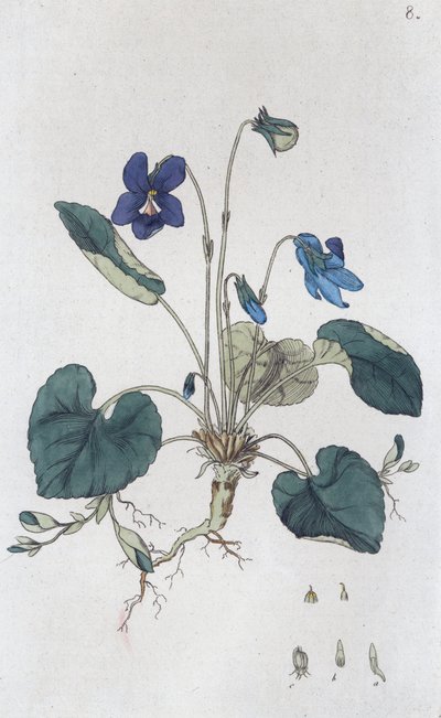 Violette odorante Viola odorata, 1804-1811 - Johan Wilhelm Palmstruch