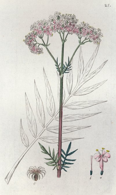 Valériane Valeriana officinalis - Johan Wilhelm Palmstruch