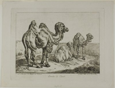 Dromadaire et chameau - Johann Adam Klein