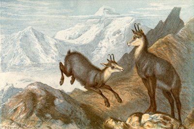 Le chamois - 