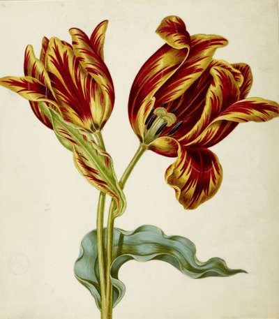 Tulipe - Johann Bartholomäus Braun