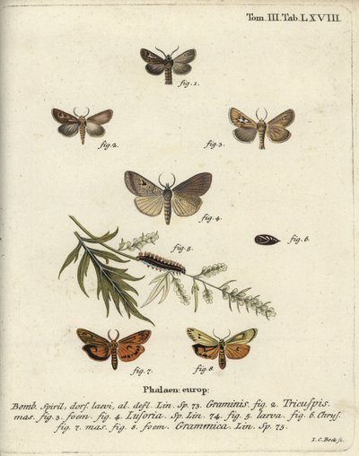 Papillon antler, Lygephila lusoria et footman plumeux - Johann Carl Bock