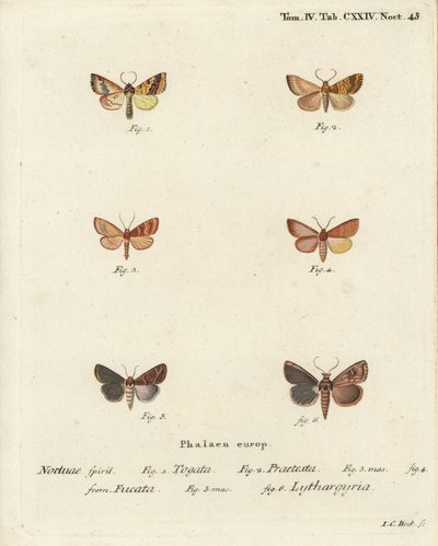 Barred sallow, Tileacea aurago 1-4, et clay moth, Mythimna ferrago 5,6. Gravure sur cuivre coloriée à la main par Johann Carl Bock d