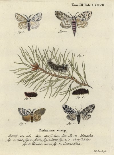 Papillon arches noires et papillon noctuelle - Johann Carl Bock