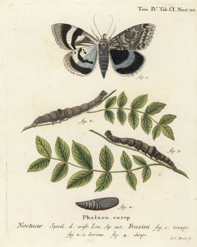 Catocala fraxini. Gravure sur cuivre coloriée à la main par Johann Carl Bock d