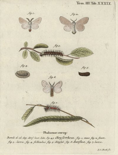Phalène à queue brune, Euproctis chrysorrhoea - Johann Carl Bock