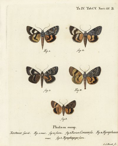 Catocala conversa, Catocala nymphaea, Catocala nymphagoga. Gravure sur cuivre coloriée à la main par Johann Carl Bock d