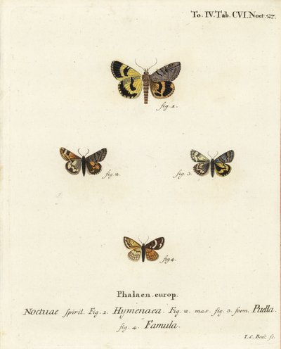 Catocala hymenaea 1, Amerila puella 2,3, et papillons Isturgia famula 4. Gravure à la main en cuivre par Johann Carl Bock d