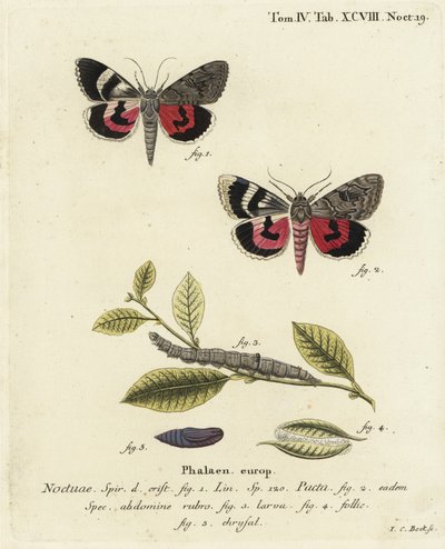 Catocala pacta. Gravure sur cuivre coloriée à la main par Johann Carl Bock d