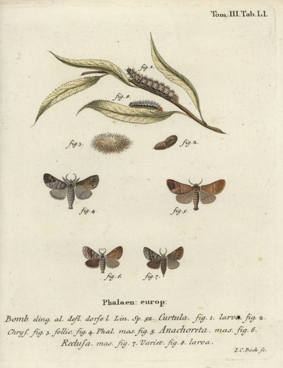 Papillons à pointe chocolat - Johann Carl Bock
