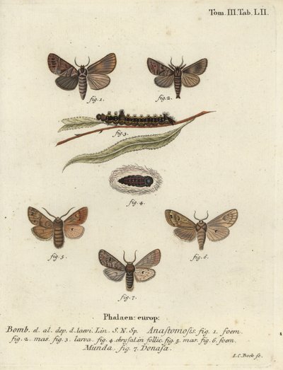 Clostera anastomosis et Nudaria mundana - Johann Carl Bock