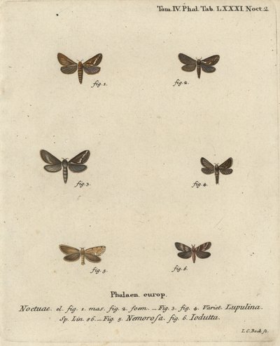 Papillon commun, Korscheltellus lupulina 1-4, papillon doré, Phymatopus hecta 5, et Pharmacis carna 6. Gravure à la main en cuivre par Johann Carl Bock d