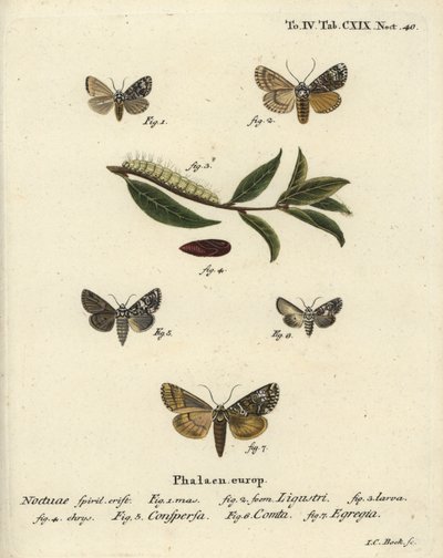 Papillon couronné, Craniophora ligustri 1-4, couronne marbrée, Hadena confusa 5, couronne variée, Hadena compta 6, et arches vertes, Anaplectoides prasina 7. Gravure à la main en cuivre par Johann Carl Bock d