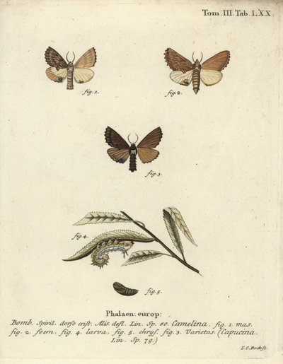 Ptilodon capucinus - Johann Carl Bock