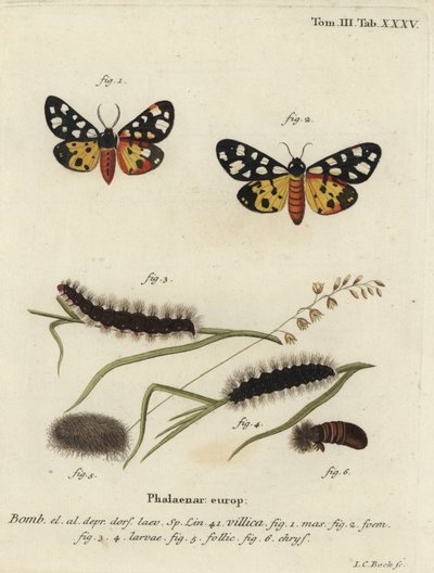 Epicallia villica - Johann Carl Bock