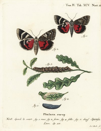 Dark crimson underwing, Catocala sponsa. Gravure sur cuivre coloriée à la main par Johann Carl Bock d
