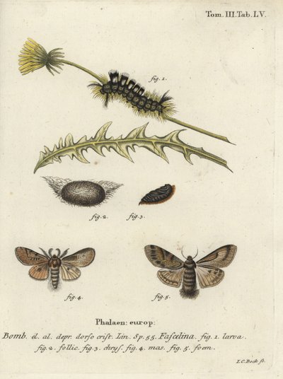 Tussock sombre, Dicallomera fascelina - Johann Carl Bock