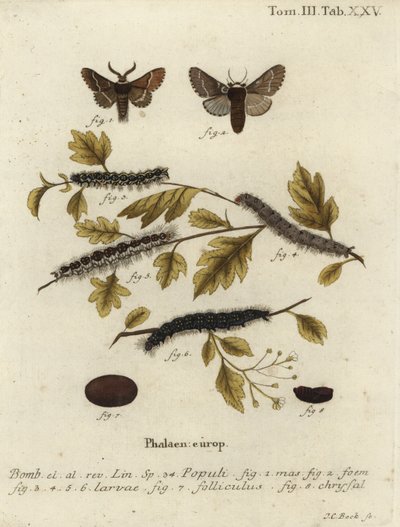 Papillon de décembre, Poecilocampa populi - Johann Carl Bock